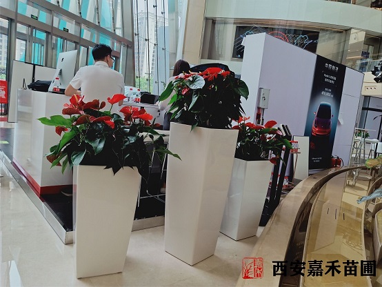 西安花卉租擺紅掌養(yǎng)護(hù)方法|嘉禾苗圃 西安花卉租擺紅掌養(yǎng)護(hù)方法|嘉禾苗圃