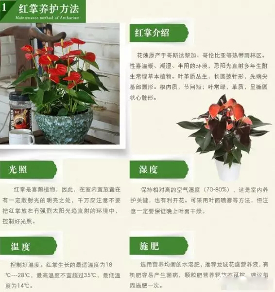 西安紅掌花卉租擺|嘉禾苗圃 西安紅掌花卉租擺|嘉禾苗圃