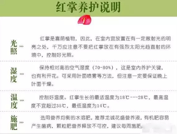 西安花卉租賃紅掌養(yǎng)護(hù)技巧|嘉禾苗圃 西安花卉租賃紅掌養(yǎng)護(hù)技巧|嘉禾苗圃