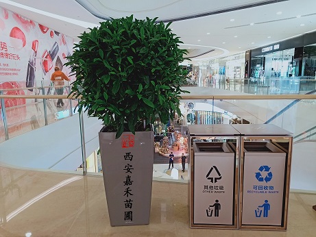 非洲茉莉養(yǎng)護(hù)方法|西安嘉禾苗圃花卉租賃 非洲茉莉養(yǎng)護(hù)方法|西安嘉禾苗圃花卉租賃