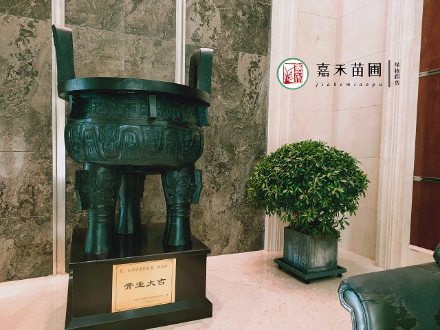 非洲茉莉怎么養(yǎng)|西安嘉禾苗圃花卉租擺 非洲茉莉怎么養(yǎng)|西安嘉禾苗圃花卉租擺