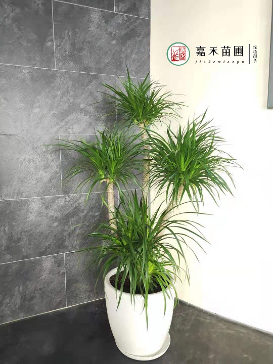 西安花卉租擺鴻運當頭養(yǎng)護:嘉禾苗圃 西安花卉租擺鴻運當頭養(yǎng)護:嘉禾苗圃