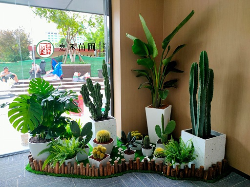 西安綠植租擺公司|嘉禾苗圃