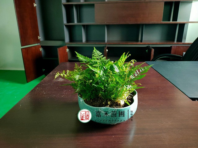 西安花卉租賃養(yǎng)護(hù)方法|西安嘉禾苗圃 西安花卉租賃養(yǎng)護(hù)方法|西安嘉禾苗圃