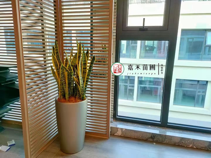 西安綠植租擺方案圖片|嘉禾苗圃