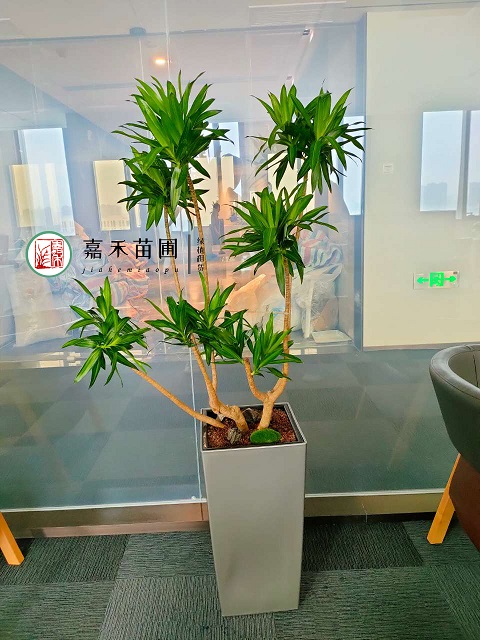 西安綠植租擺效果圖|嘉禾苗圃