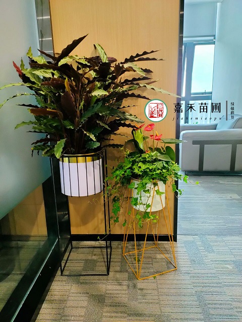 西安綠植租擺方案|嘉禾苗圃