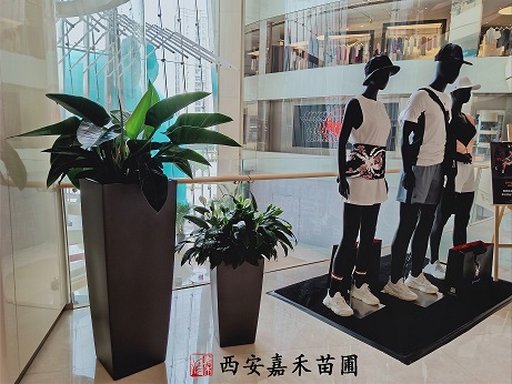 西安綠植租擺金鉆養(yǎng)護(hù)方法|西安嘉禾苗圃