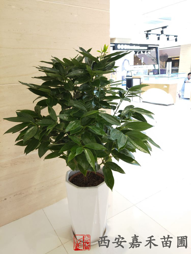 西安綠植花卉平安樹養(yǎng)護方法|嘉禾苗圃