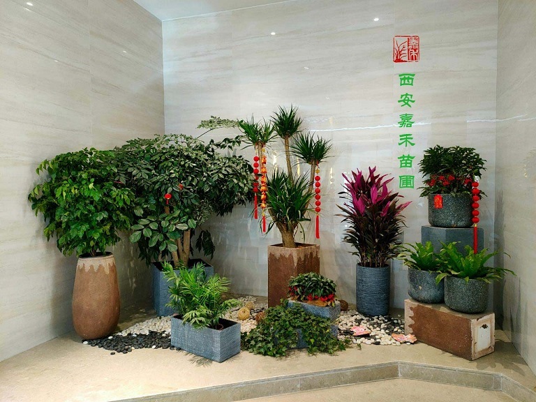 西安節(jié)日綠植花卉租擺公司|嘉禾苗圃