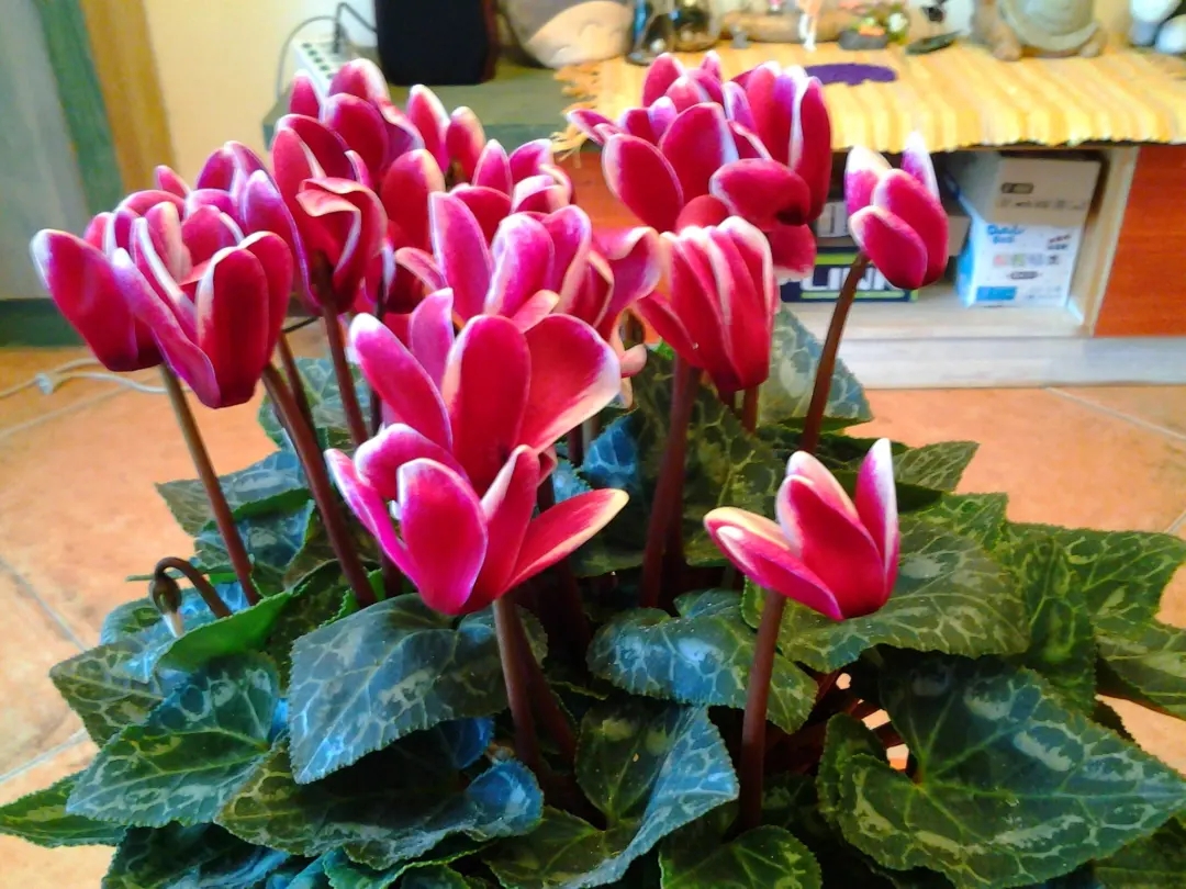 西安花卉租賃服務(wù):西安嘉禾苗圃 西安花卉租賃服務(wù):西安嘉禾苗圃