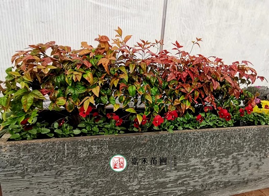 西安室外花槽景觀設(shè)計(jì)|西安嘉禾苗圃
