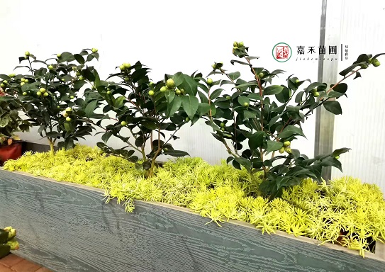 西安花箱景觀設(shè)計(jì)方案|西安嘉禾苗圃
