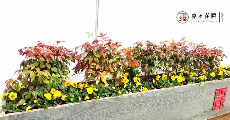 西安花箱景觀現(xiàn)場(chǎng)效果圖|西安嘉禾苗圃
