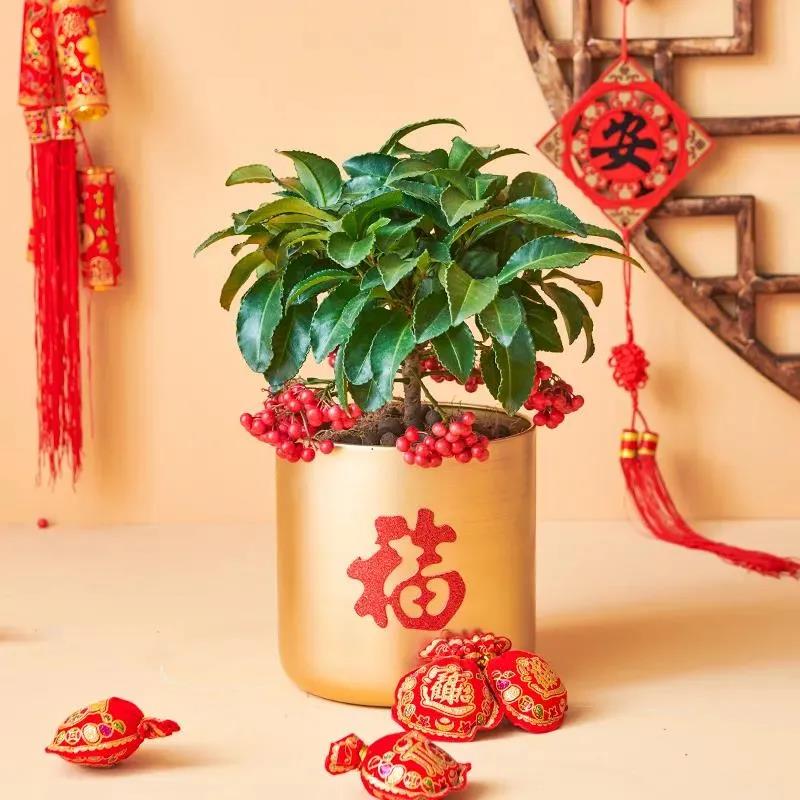 "黃金萬(wàn)兩"富貴籽如何養(yǎng)護(hù)|西安嘉禾苗圃 "黃金萬(wàn)兩"富貴籽如何養(yǎng)護(hù)|西安嘉禾苗圃