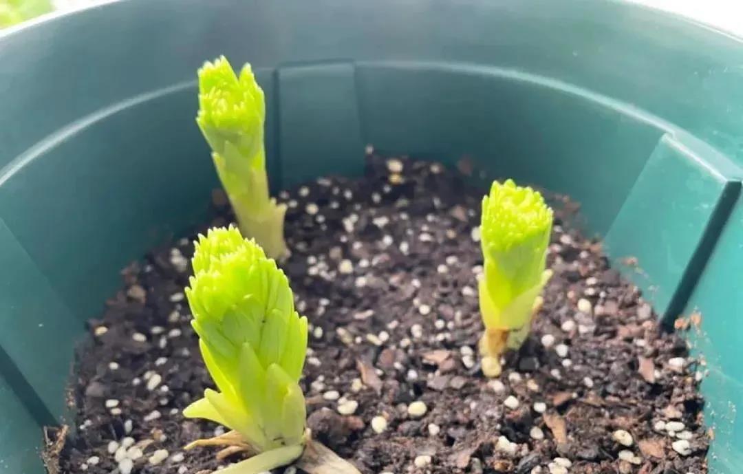 百合種球種植|西安嘉禾苗圃花卉租賃