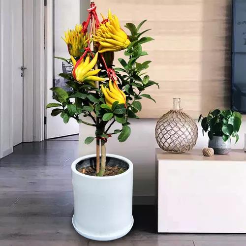 西安綠植租賃佛手養(yǎng)護(hù)：西安嘉禾苗圃