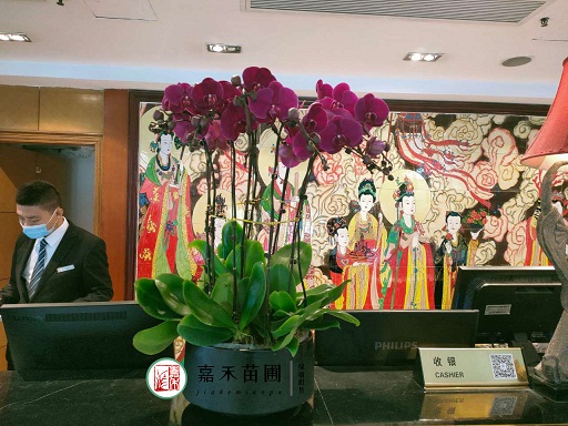 西安花卉租賃植物品種|西安嘉禾苗圃 西安花卉租賃植物品種|西安嘉禾苗圃