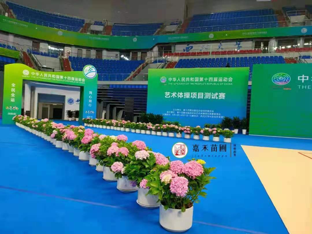 西安花卉租擺養(yǎng)護(hù)繡球花|西安嘉禾苗圃 西安花卉租擺養(yǎng)護(hù)繡球花|西安嘉禾苗圃