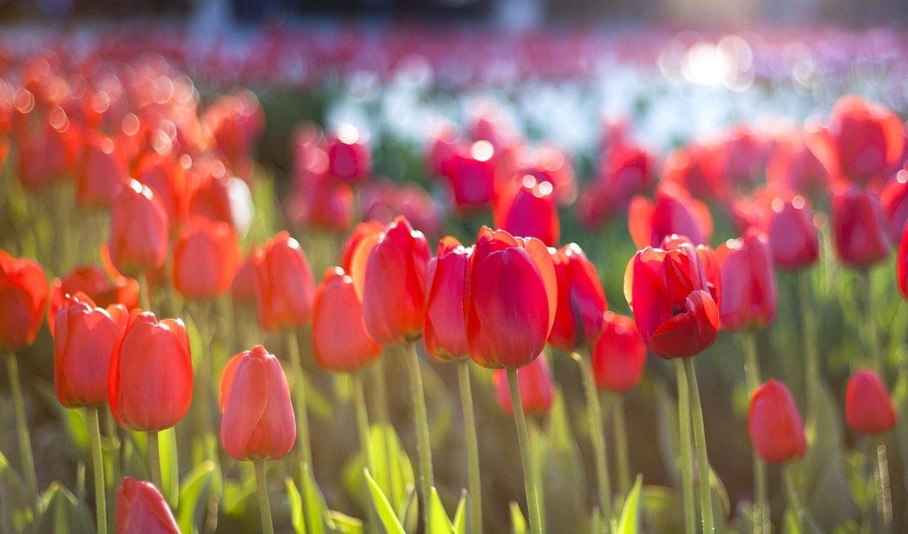 西安花卉租賃郁金香|西安嘉禾苗圃 西安花卉租賃郁金香|西安嘉禾苗圃