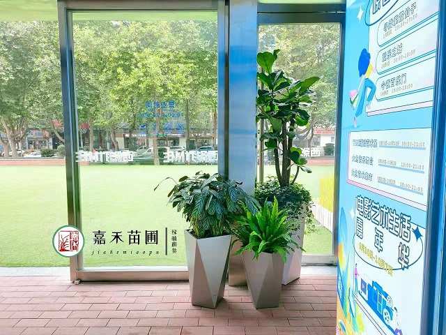 疫情后的西安花卉綠植租賃|嘉禾苗圃 疫情后的西安花卉綠植租賃|嘉禾苗圃