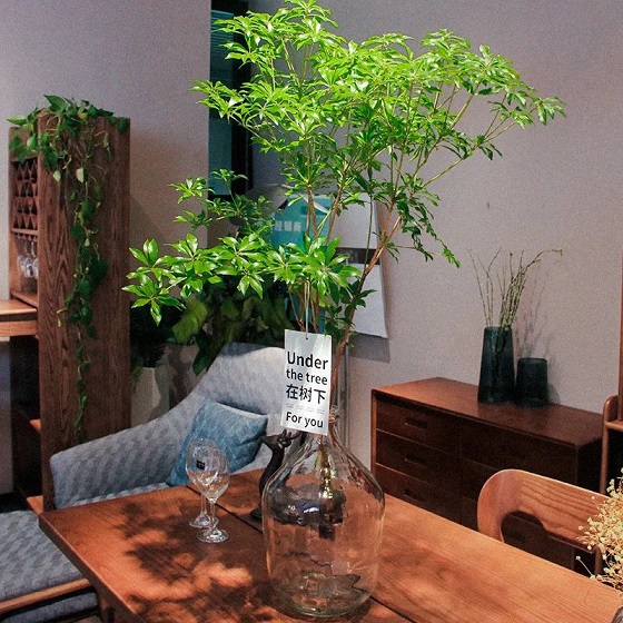 西安綠植租擺馬醉木|西安嘉禾苗圃 西安綠植租擺馬醉木|西安嘉禾苗圃