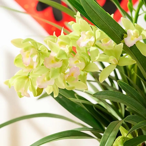 西安花卉租擺植物香蘭|西安嘉禾苗圃 西安花卉租擺植物香蘭|西安嘉禾苗圃