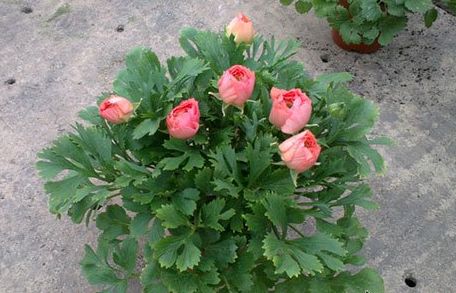 芹葉牡丹-花毛茛養(yǎng)護方法|西安嘉禾苗圃