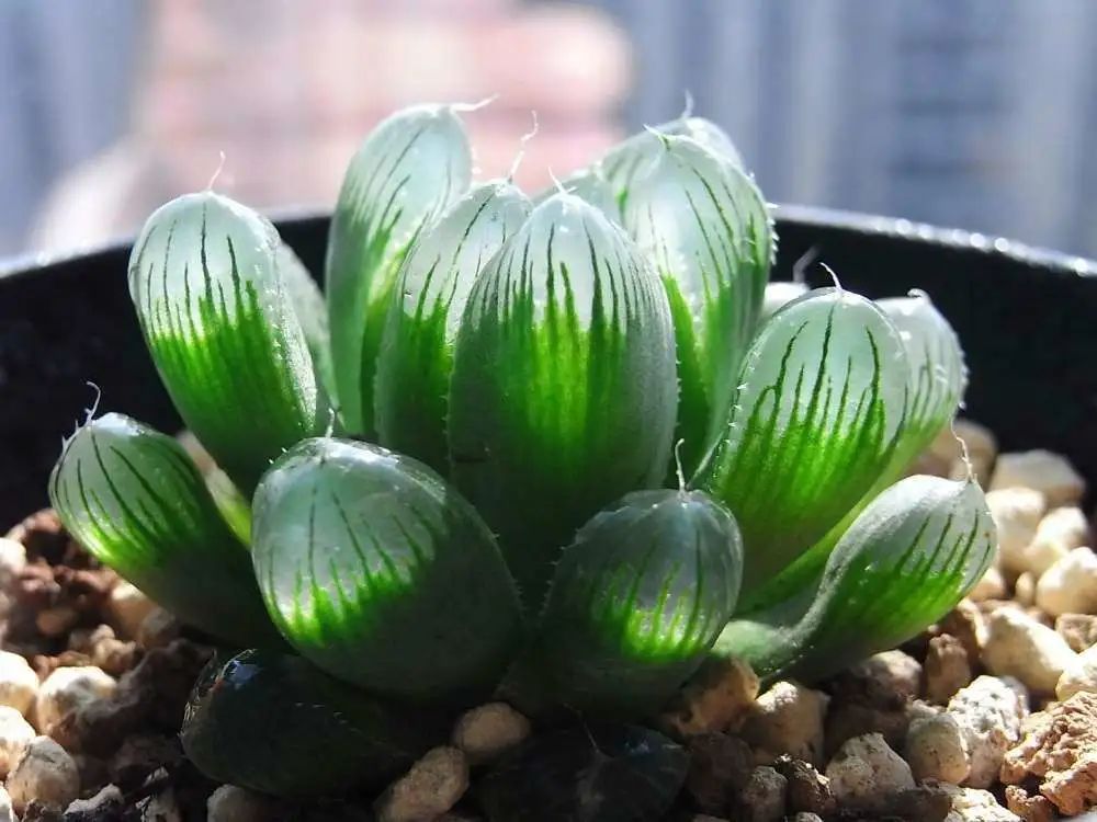 西安植物花卉租擺玉露|西安嘉禾苗圃 西安植物花卉租擺玉露|西安嘉禾苗圃