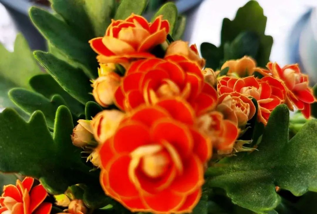 西安花卉租擺植物|西安嘉禾苗圃 西安花卉租擺植物|西安嘉禾苗圃