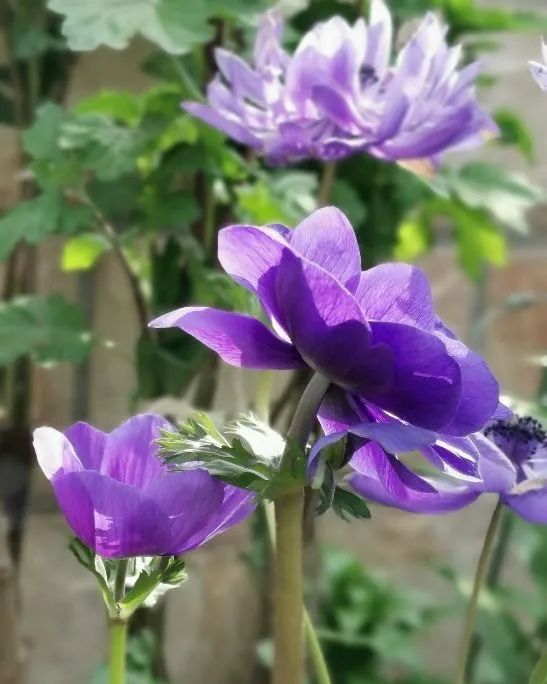 銀蓮花施肥養(yǎng)護|西安嘉禾苗圃