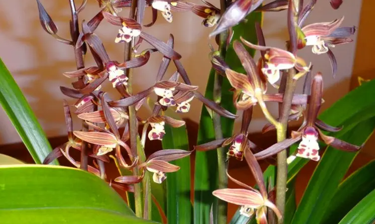 墨蘭施肥養(yǎng)護|西安嘉禾苗圃