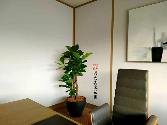 西安綠植租擺服務(wù)價格|西安嘉禾苗圃 西安綠植租擺服務(wù)價格|西安嘉禾苗圃