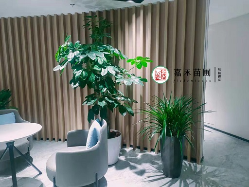 西安綠植花卉租賃效果|嘉禾苗圃