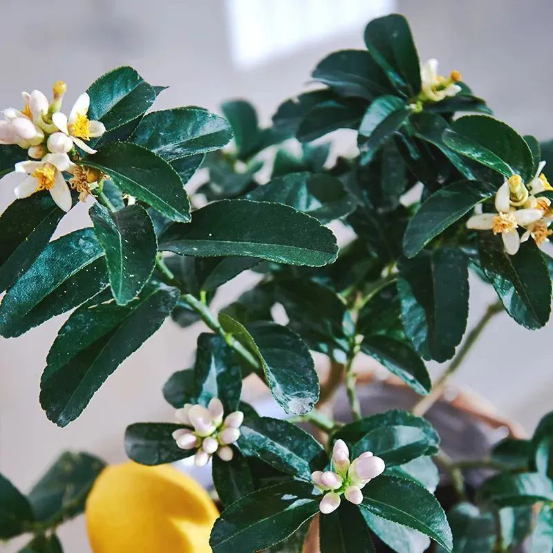 西安辦公室綠植盆栽租擺|西安嘉禾苗圃