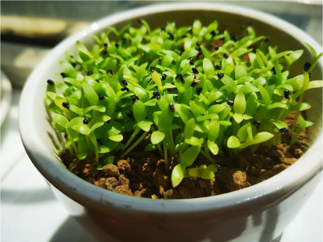 西安花卉租賃公司|西安嘉禾苗圃