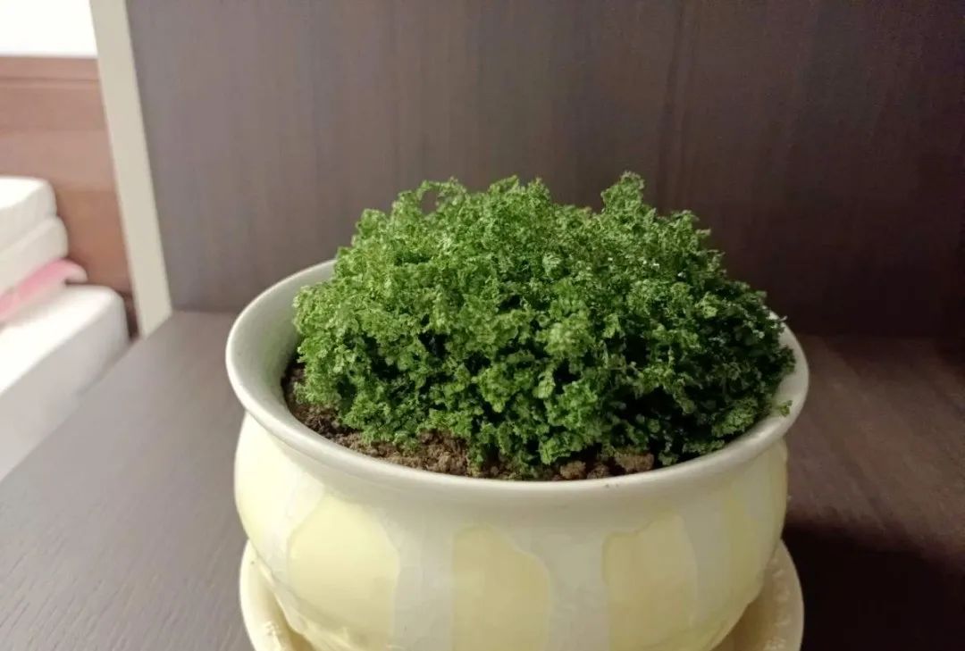 西安辦公室綠植租賃|西安嘉禾苗圃