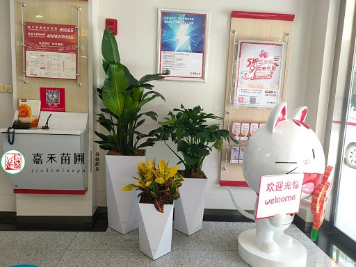 西安銀行綠植花卉租賃公司|西安嘉禾苗圃