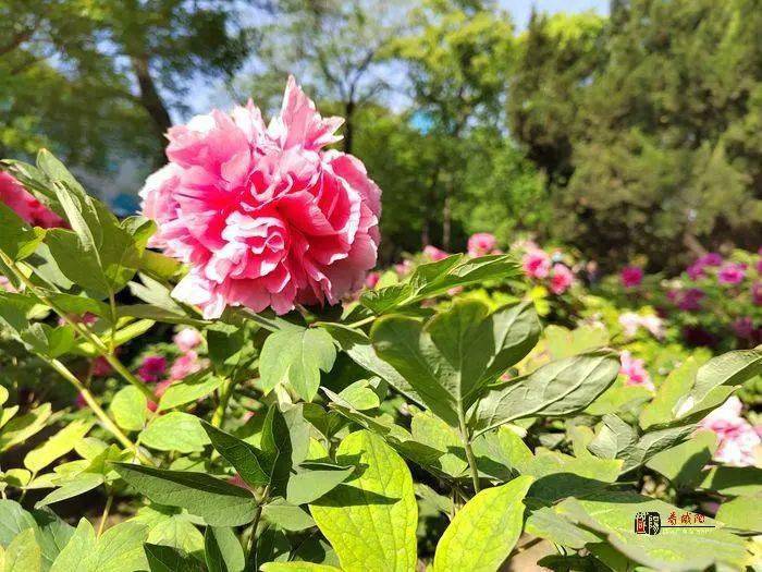 西安花卉租擺公司|西安嘉禾苗圃