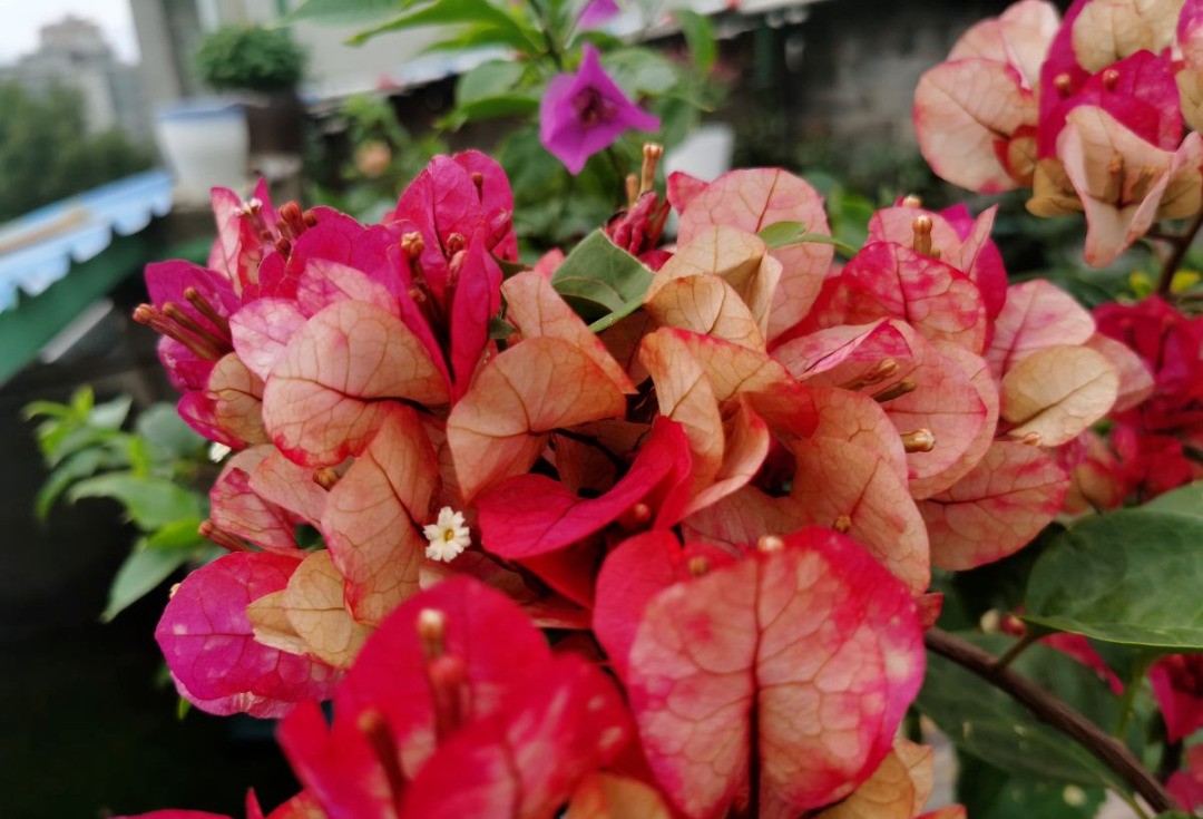 西安花卉租擺三角梅|西安嘉禾苗圃