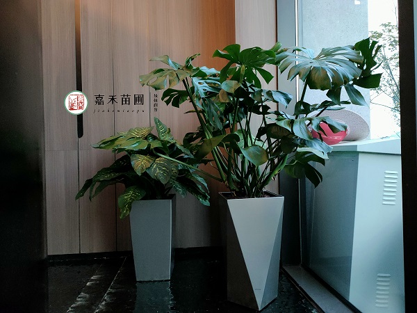 西安高端花卉綠植租賃|西安嘉禾苗圃