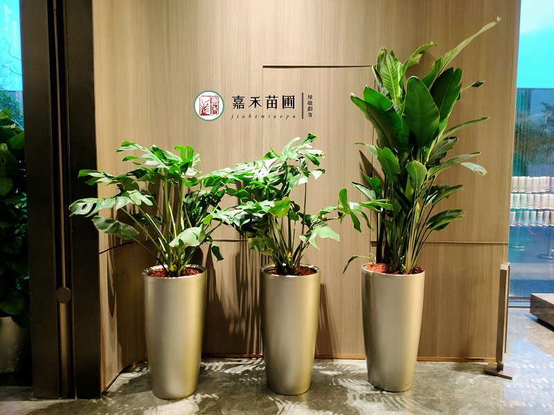 西安花卉綠植租賃方案|西安嘉禾苗圃