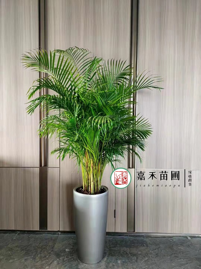 西安綠植植物租賃公司|西安嘉禾苗圃