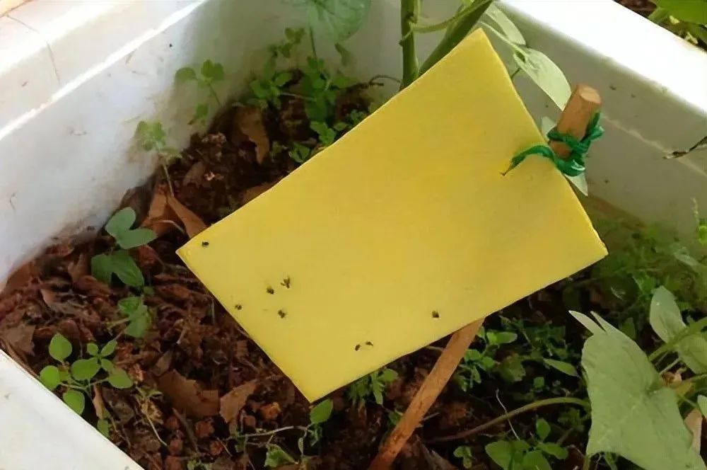 西安花卉租擺植物|西安嘉禾苗圃