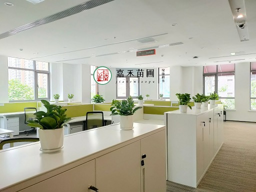 西安700平米辦公室花卉綠植租賃|嘉禾苗圃