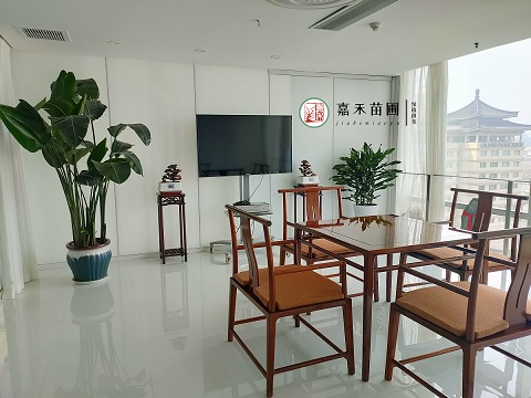 西安800平米辦公室綠植花卉租擺|嘉禾苗圃