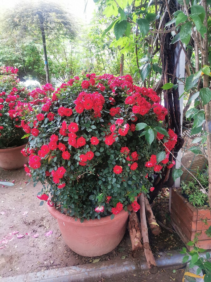 西安花卉租擺養(yǎng)護(hù)|西安嘉禾苗圃