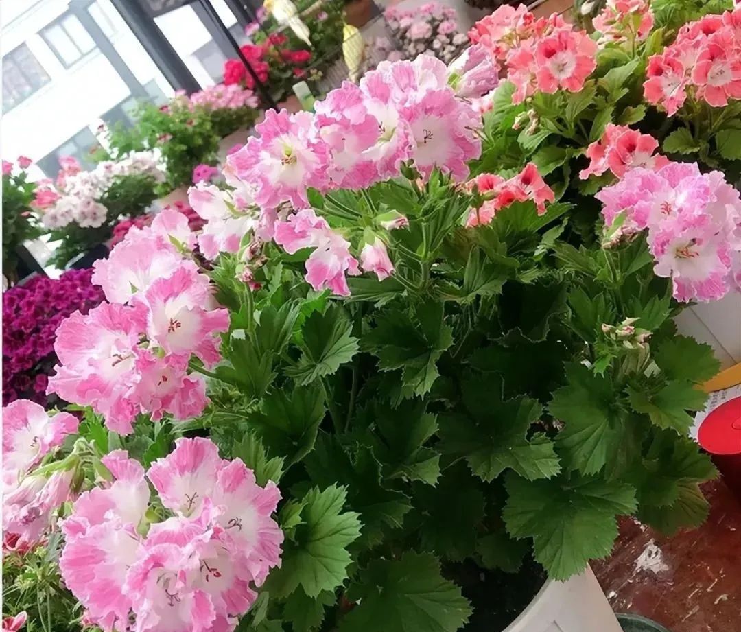 西安花卉租擺植物|西安嘉禾苗圃