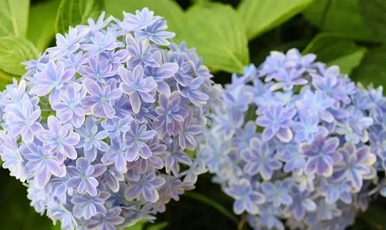 西安花卉租賃公司|西安嘉禾苗圃 西安花卉租賃公司|西安嘉禾苗圃