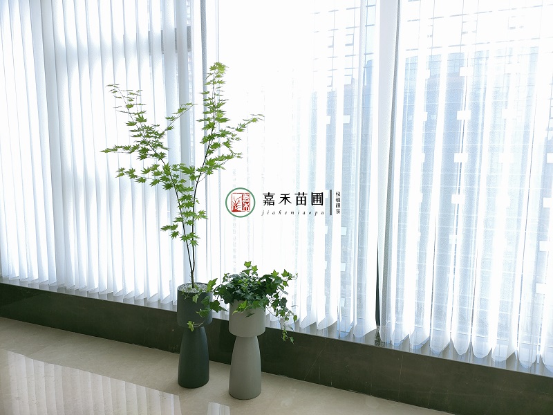 西安定制花卉綠植租賃|西安嘉禾苗圃